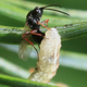 Illustration for article titled Parasitic Wasps Genetically Enslave Butterflies